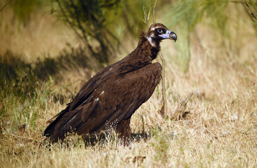 un majestuoso buitre negro en un parque nacional en españa