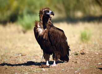 un majestuoso buitre negro en un parque nacional en españa