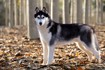 Male Adult siberian husky purebred dog standing profile  freedom with black and white coat in a forest on dry leaf blanket © marcelinopozo