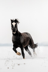 Beautiful stunning animal, horse stallion mare of welsh pony on snowy background. Running horse in snow.