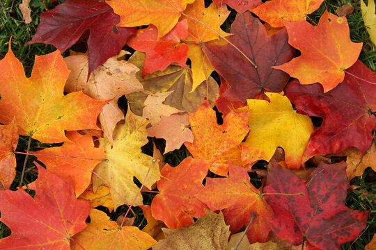The fall season is best captured in the vibrant fall colors of the fallen leaves including orange, yellow and red.