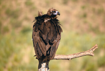 un majestuoso buitre negro en un parque nacional en españa