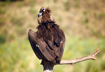 un majestuoso buitre negro en un parque nacional en españa