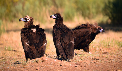 un majestuoso buitre negro en un parque nacional en españa