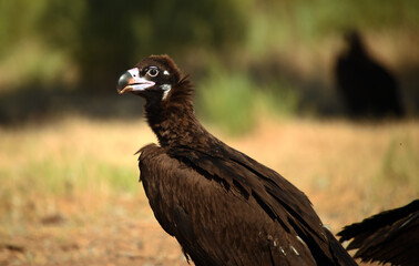 un majestuoso buitre negro en un parque nacional en españa