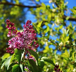 The first young shoots of flowers on lilac bushes on warm spring days