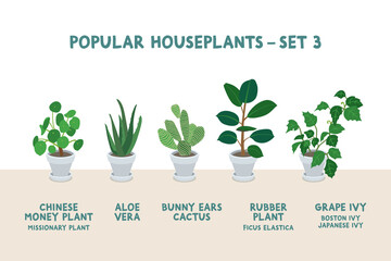 Set of Popular Houseplants in White Pots - Set 3