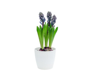 pot of three hyacinth plants