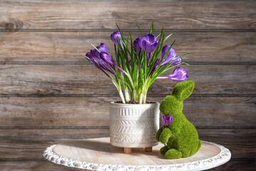 Spring background with fresh crocus blooms and a bunny