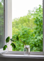 window with a young tree