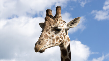 Giraffe closeup with sky background