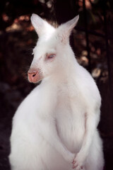 Albino white kangaroos in the wild outdoors close-up looking to the side. Portrait of a kangaroo in...