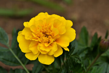 A yellow marigold photographed in Tokyo, Japan.
