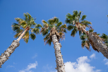 View from below of some beautiful Palm trees