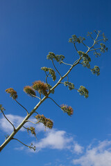 Agave flower stalk, view from below