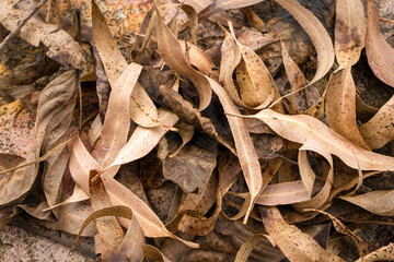 Dry yellow leaves of autumn outdoors