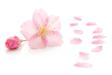 桜 花びら 春 白 背景