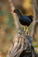 blackbird
