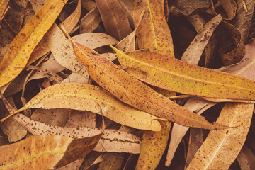Dry yellow leaves of autumn outdoors