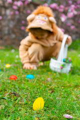 Cute cheerful child in a lion costume looking for and gathering easter eggs in the backyard lawn or...