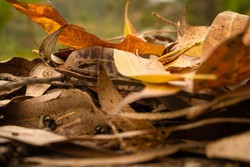 Dry yellow leaves of autumn outdoors