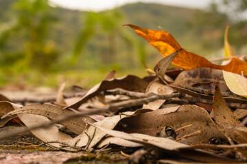 Dry yellow leaves of autumn outdoors