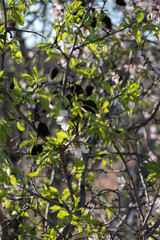 Almond tree with flowers and green leafs