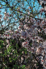  almond tree blossom with pink flowers