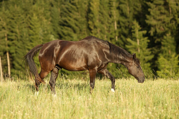 Fototapeta premium Hengst treibt herde. Pferde Verhalten