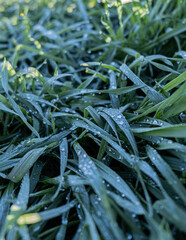 beautiful leafs with water drops