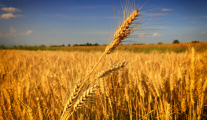 Gold Wheat on the Beautiful Field