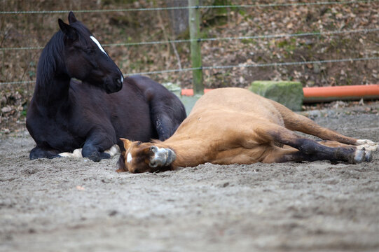 Horse with colic lie down and sleep outside	