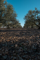 Olive trees from spain