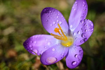 In spring, a purple crocus blooms in a meadow and is covered with water droplets