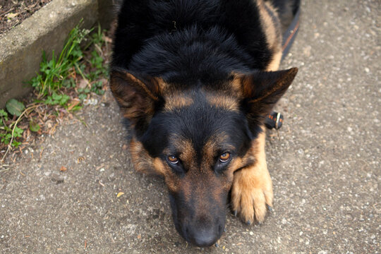 Hund unterwürfig. Deutscher Schäferhund schaut ängstlich Stock Photo |  Adobe Stock