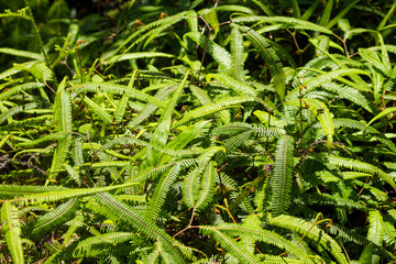Young plant growing in the garden