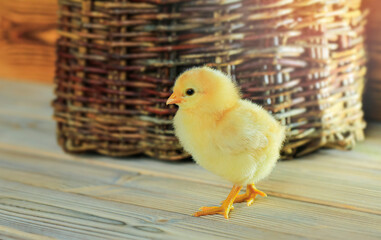 Small beautiful yellow chicken on a wooden table. There's a wicker basket in the background.  Copy...