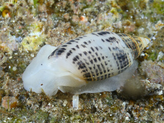 アサグモキビジキガイ