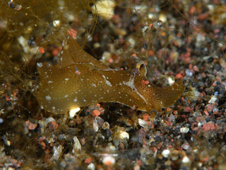 アマクサアメフウラシ