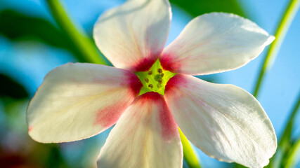 Fototapeta na wymiar Beautiful flower of Burma Creeper, Chinese honeysuckle