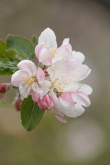 Obraz na płótnie Canvas Crabapple blossom in spring.