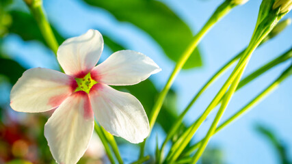 Beautiful flower of Burma Creeper, Chinese honeysuckle