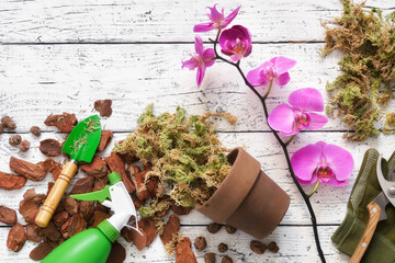 Flowerpot, pine bark, expanded clay, moss and shovel for planting orchids in a pot.