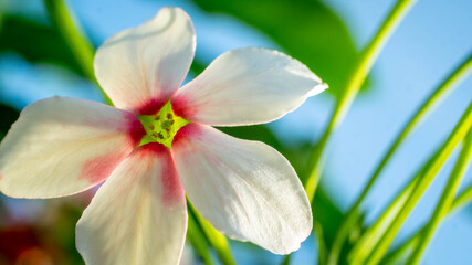 Beautiful flower of Burma Creeper, Chinese honeysuckle