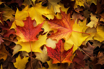 Red, Orange and yellow maples leaves in Autumn