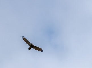 Tiro de ángulo bajo de un águila volando en el cielo