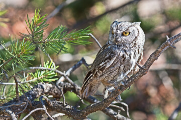 A western screech owl (Megascops kennicottii) is perched on a tree branch, its eyes half closed due to the bright daylight.