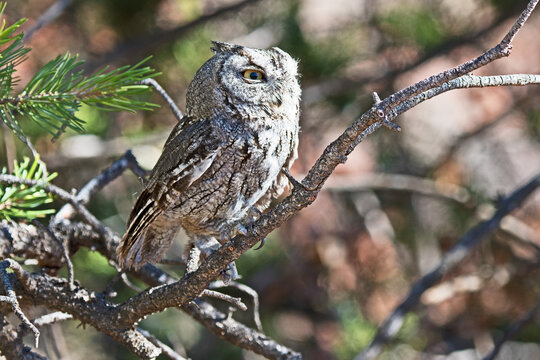 A western screech owl (Megascops kennicottii) is perched on a tree branch, its eyes half closed due to the bright daylight.