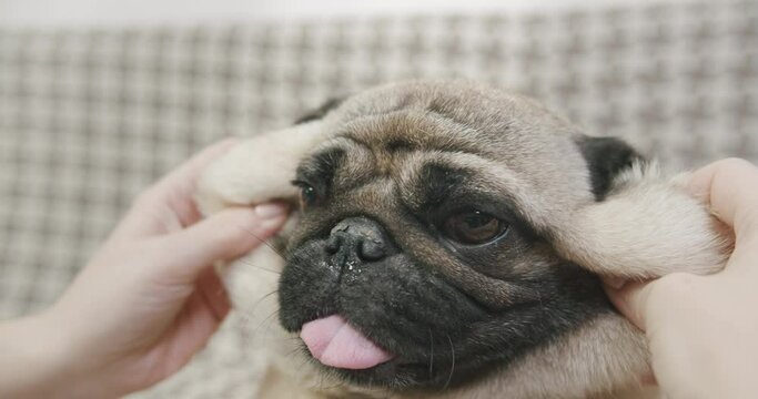 Owner playing with its funny cute pug dog, stretching elastic skin in funny way. Funny dog concept