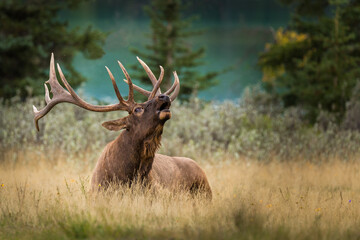 Bull Elk (Cervus canadensis) (Wapiti) with big antlers, laying and resting on the grass while calling cow elks during the rut season in fall in the Canadian Rockies - Powered by Adobe